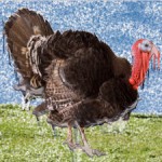 Going cold turkey can be challenging!
