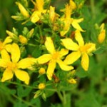 St John's Wort is a herb used for depression
