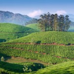 Tea is great for your health