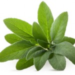 Sage can be used for a number of health issues